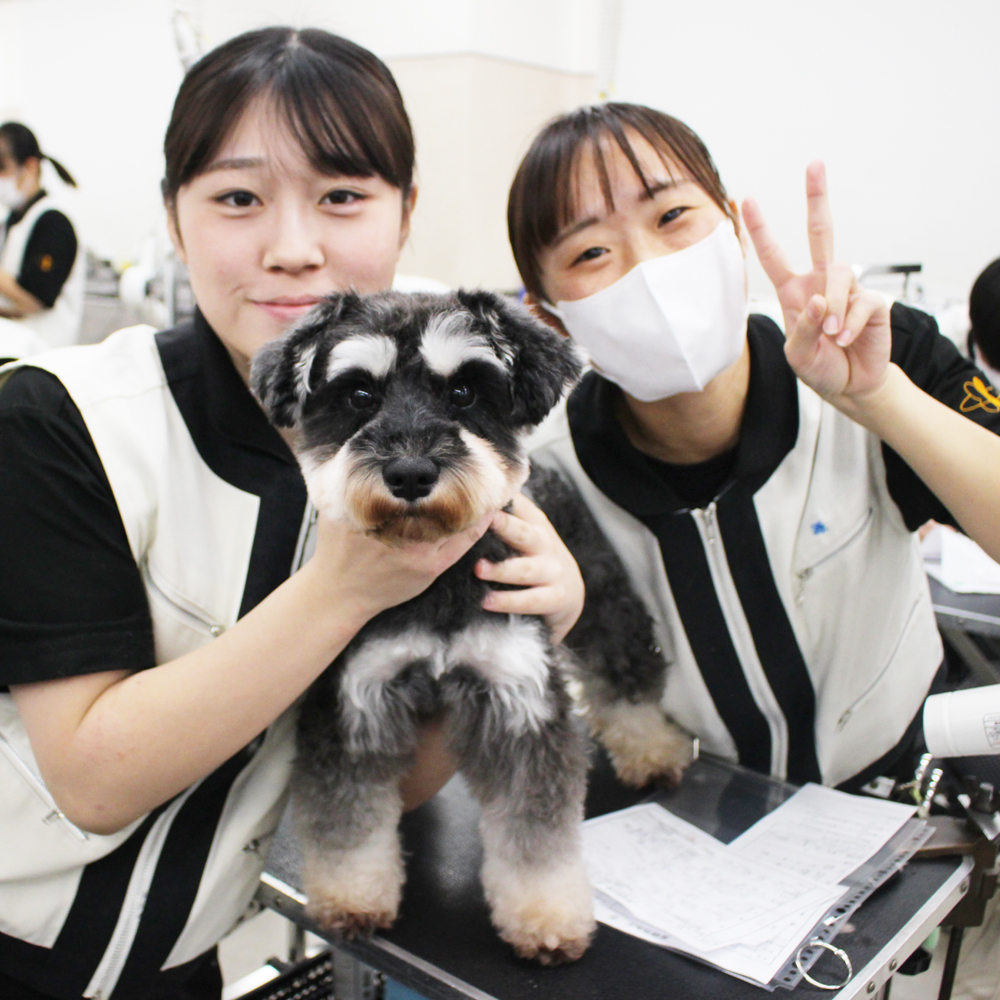 卒業犬ホップちゃん、里帰りトリミング☆